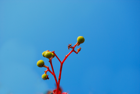 Unripe seeds of Sambucus in the blue skyの写真素材