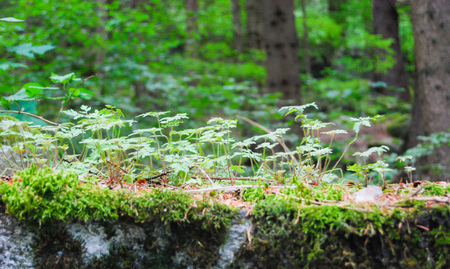 Close-up of undergrowth with wild grass and mossの写真素材