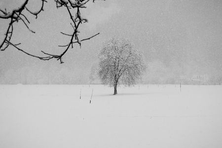 Plant without leaves under a thick and beautiful snowfallの写真素材