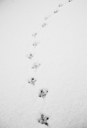 Bird steps draw a vertical curved line on the white snowの写真素材
