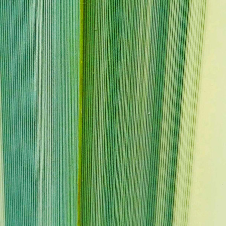 Fibers of leaf with vertical lines and different shades of greenの写真素材