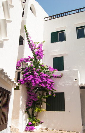 Purple Bougainvillea in front of white houses of the spanish islandの写真素材