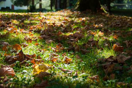 Dry and brown leaves of autumn on the green grass with sunraysの写真素材