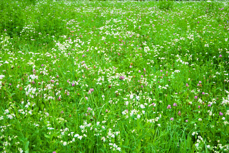 Many blades of grass with colorful flowers on a light and cool wind dayの写真素材