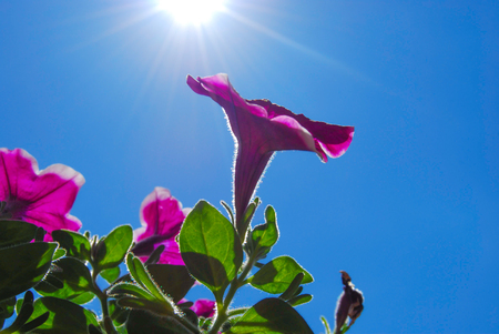 Surfinia in the blue sky and against the sunraysの写真素材