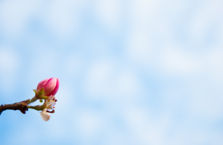 Solitary and oblique light pink flower next to an old withered flowerの写真素材