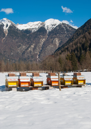 Orange and yellow beehives in the middle of the snowy mountainsの写真素材