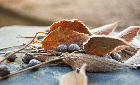 Close-up of leaves and seeds of Celtis australis with morning frost onの写真素材