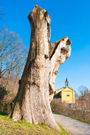 Huge trunk of Platanus as a frame of a Catholic churchの写真素材