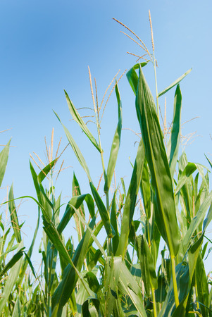 Male part on the top of Zea mays cultivationの写真素材