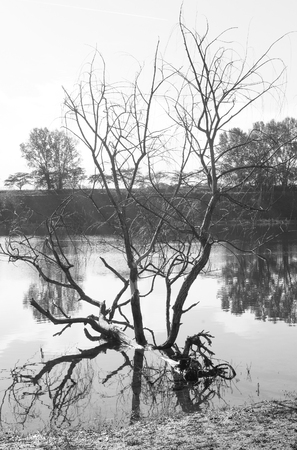 A dead plant still standing with roots under waterの写真素材