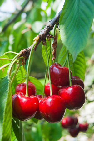 Group of whole and freshly cherries attached to the treeの写真素材