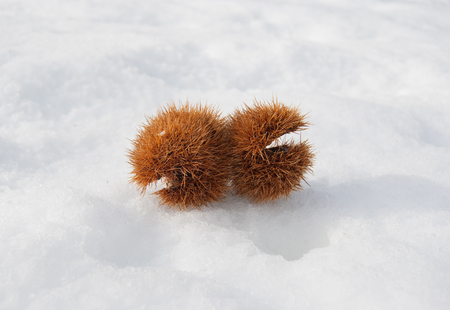 Couple of open chestnut hedgehogs on the snowy groundの写真素材