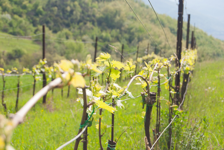 Sangiovese crops technique between Tuscany and Umbria hillsの写真素材