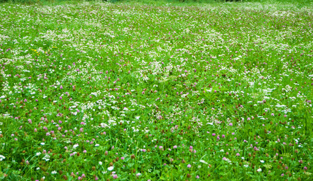Many blades of grass with colorful flowers on a light and cool wind dayの写真素材