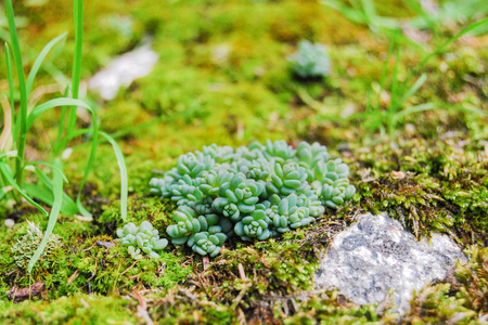 Close-up of a little succulent in the green undergrowthの写真素材