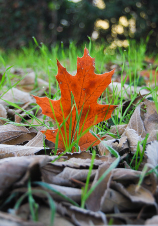 Close-up of different and brown leaves on green grass during morning frostの写真素材