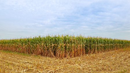 Zea mays cultivated field for a part not yet harvestedの写真素材