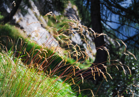 Close-up of spontaneous flora with long and thin red stems and light brown seeds on the topの写真素材
