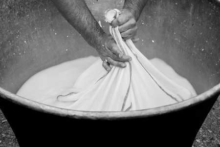Cheesemaker showing the proceeding to make cheese from the milkの写真素材