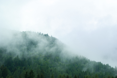 Clouds on the woods after rain in a damp dayの写真素材