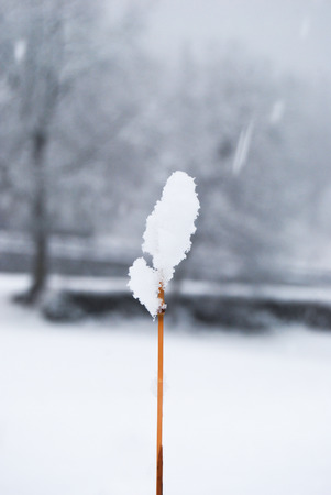 Brown sprigunder a thick and beautiful snowfallの写真素材