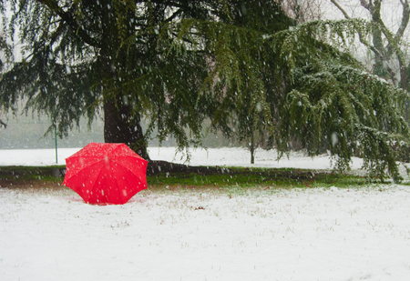 One umbrella in contrast with the snow and green Cedrus deodaraの写真素材