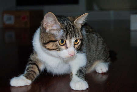 Foreground a white and striped young cat while he is playingの写真素材