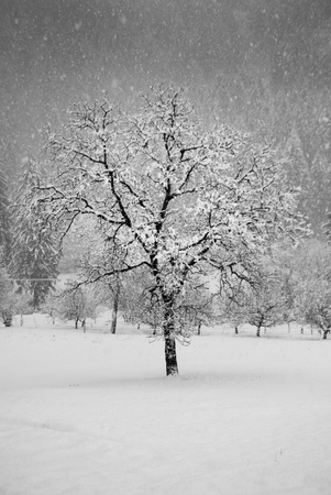 Plant without leaves under a thick and beautiful snowfallの写真素材