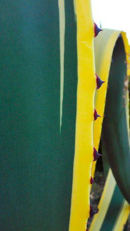 Agave American leaf marginata with dark spinesの写真素材