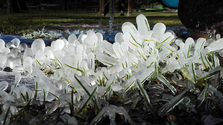 Unusual phenomenon of ice formation around each single blade of grassの写真素材