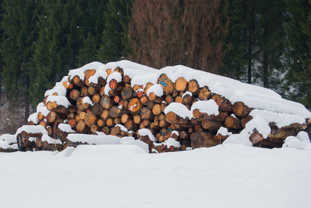 Many trunks piled up at the foot of the mountain and under a snowfallの写真素材