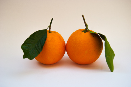 Couple of oranges with petiole and leaves picked from the tree on a white backgroundの写真素材