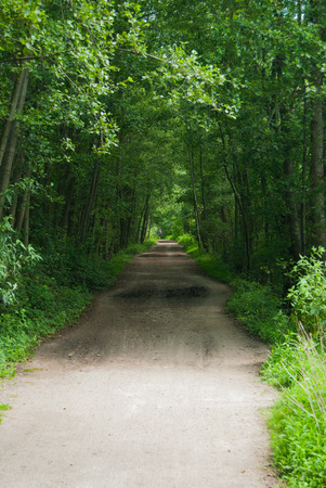 View of a dirt street in the middle of a tunnel of high treesの写真素材