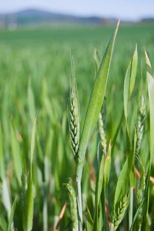 Close-up of ear of corn used for preparing pastaの写真素材