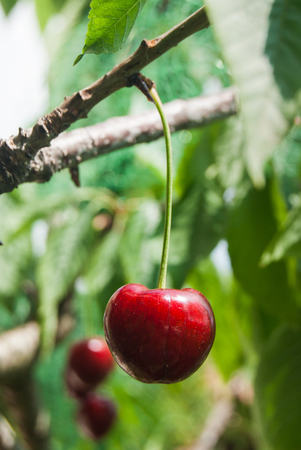 One whole and freshly cherry still on the treeの写真素材