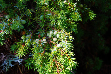 Group of juniper berries still green on the tree illuminated from the natural light