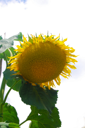 Isolated huge flowering sun flower with heavy and very large corolla on the white cloudy skyの写真素材