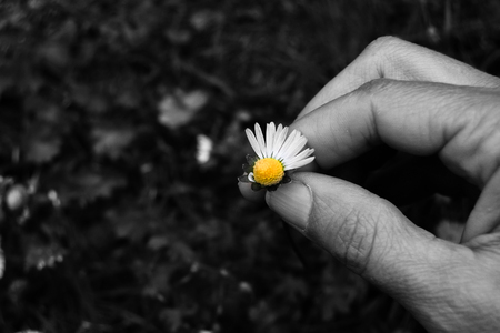 Single fresh colorful daisy to play the game she or he loves me and she or he love me notの写真素材