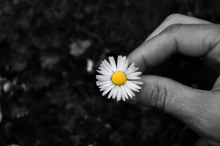 Single colorful daisy just picked to start the game she or he loves me and she or he love me notの写真素材