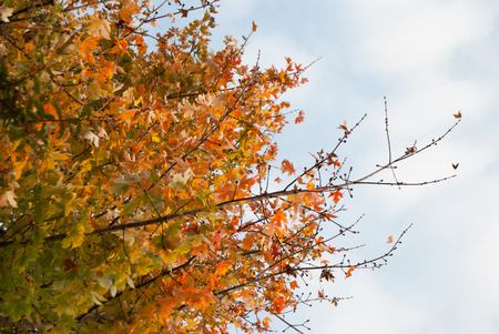 Leaves with scale of autumn colors on a maple tree seen from the ground during a cloudy dayの写真素材