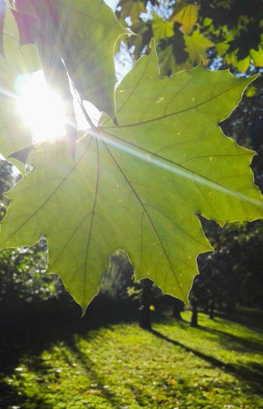 Closeup of Maple leaves of a forest illuminated by the sunlight that passes through them