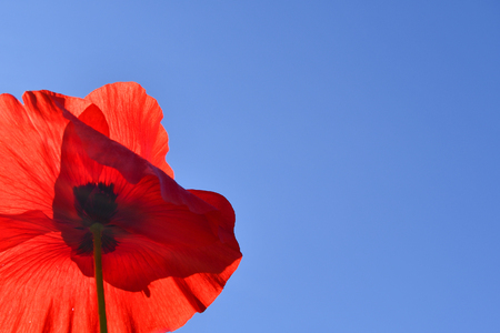 Closeup of a flower with red petals on the azure skyの写真素材