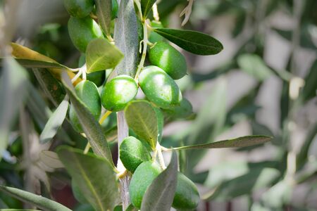 Closeup of green olives still on the tree in Italyの写真素材