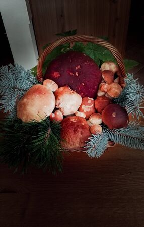Pool of fresh Porcini into a wicker basketの写真素材