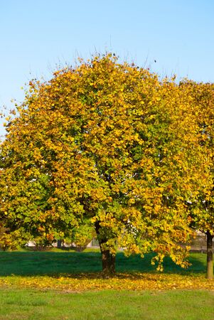 Trees with splendid colorful foliage in a parkland during a sunny dayの写真素材