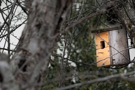 Orange wooden nest hung between branchiesの写真素材