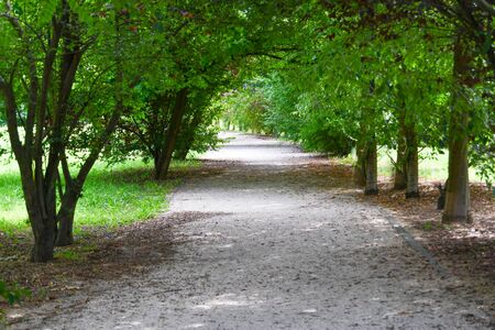 Walkway runs through many trees with green leaves and illuminated by sunlightの写真素材
