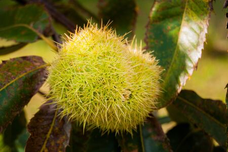 Hedgehog full of chestnuts ready to fall from the treeの写真素材