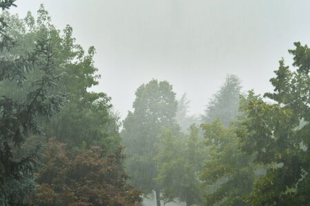 Strong rain storm with green plants as a backgroundの写真素材